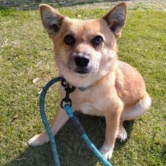多頭飼育から保護したわんこの家族募集【終生室内飼育】【長崎県動物...