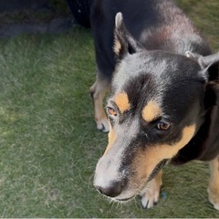 愛犬のケルピーの男，お嫁さんを募集の画像