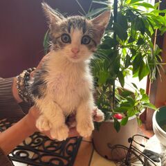ふわふわなキジ白の子猫『パフェ』君