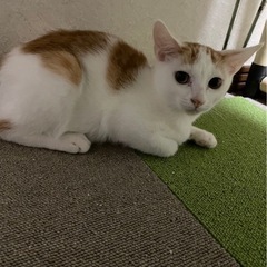 茶白の可愛いジャンくん