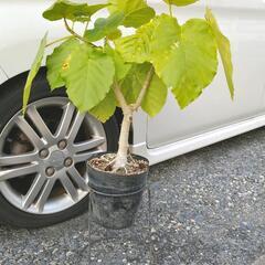 取引完了】大きい　ウンベラータ　観葉植物の画像