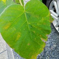 取引完了】大きい　ウンベラータ　観葉植物の画像