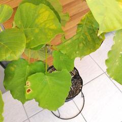 取引完了】大きい　ウンベラータ　観葉植物の画像