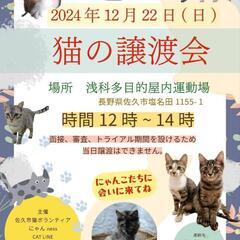 猫の譲渡会　佐久市