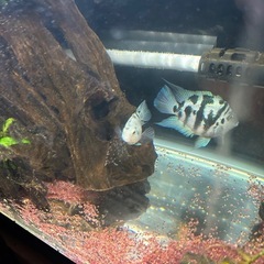 残り15匹　ブルータイガーパロット　　の画像