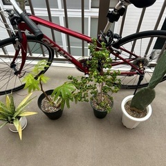 観葉植物　4種類