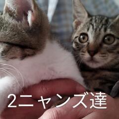 　おてんば娘達☆  素敵な里親様に出会いました。( ^)o(^ )