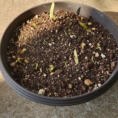 水仙差し上げます。