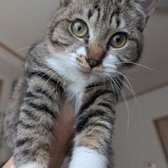 ☆里親募集中☆　[めちゃ可愛い　白キジ　生後5ヶ月　メス]