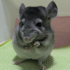🐾チンチラ　エクストリームモザイク🐾セール中‼️