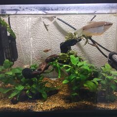 【熱帯魚】生体、水槽、水槽台セット　パールグラミー他