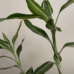 観葉植物　ドラセナ・サンデリアーナの画像