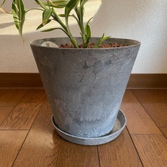 観葉植物　ドラセナ・サンデリアーナの画像