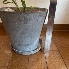 観葉植物　ドラセナ・サンデリアーナの画像