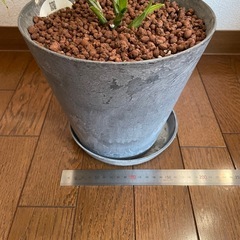 観葉植物　ドラセナ・サンデリアーナの画像