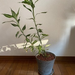 観葉植物　ドラセナ・サンデリアーナの画像