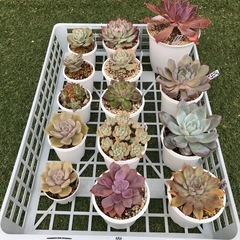 多肉植物カゴの中全部(14 鉢)￼の画像