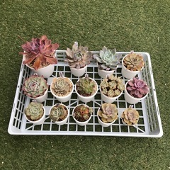多肉植物カゴの中全部(14 鉢)￼