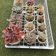 多肉植物カゴの中全部(14 鉢)￼の画像