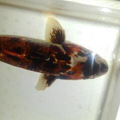 大きめ錦鯉1