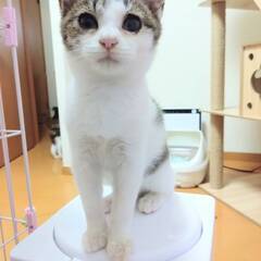 ゴロゴロと人懐っこい甘えん坊な男の子♪