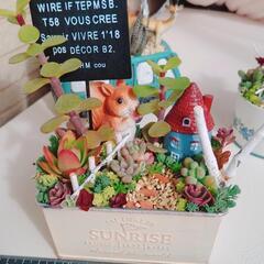 多肉植物の寄せ植え　そのまま飾れます!の画像