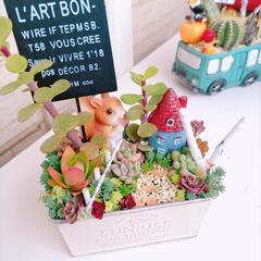 多肉植物の寄せ植え　そのまま飾れます!