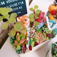多肉植物の寄せ植え　そのまま飾れます!の画像