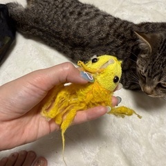 キャットタワーの魚のおもちゃ