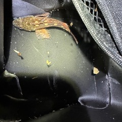釣り友達探してます🎣