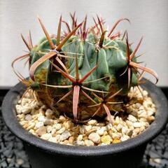 サボテン フェロカクタス 日の出丸 (その他アガベやサボテン等あります) の画像