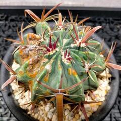 サボテン フェロカクタス 日の出丸 (その他アガベやサボテン等あります) の画像