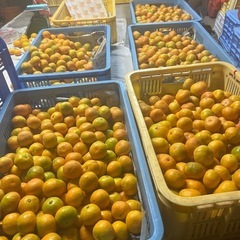 早生みかん