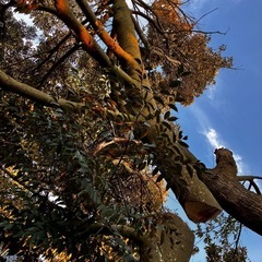 くすの木の大木の画像