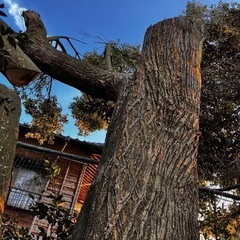 くすの木の大木の画像