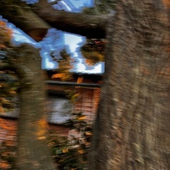 くすの木の大木の画像