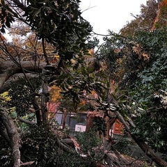 くすの木の大木の画像