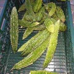 家庭菜園のゴーヤの画像