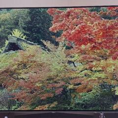 LG　4K有機ELテレビ　55型