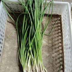 たまねぎ苗　もみじ