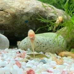 【熱帯魚】ミニプレコ　アルビノの画像
