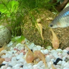 【熱帯魚】ミニプレコ　アルビノの画像