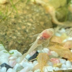 【熱帯魚】ミニプレコ　アルビノ