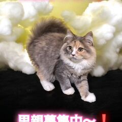 里親募集中！生後5ヶ月ラガマフィン♀(⋈◍＞◡＜◍)。✧♡ 