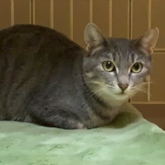 現在トライアル中です。野良猫だったお母さん猫を家族へ迎えていただ...