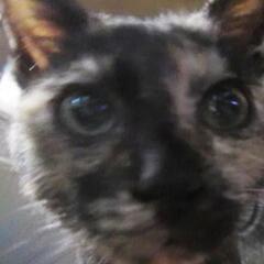 緊急！福猫サビ幼猫。人についてくるサビ猫ちゃん生後5か月前後？　...