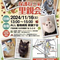 保護猫の里親会