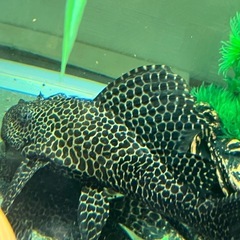 熱帯魚、プレコ、タイガーオスカー