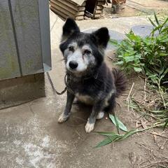 迷子犬探してます。