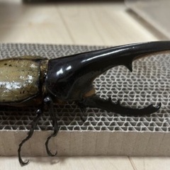 ヘラクレスオオカブト